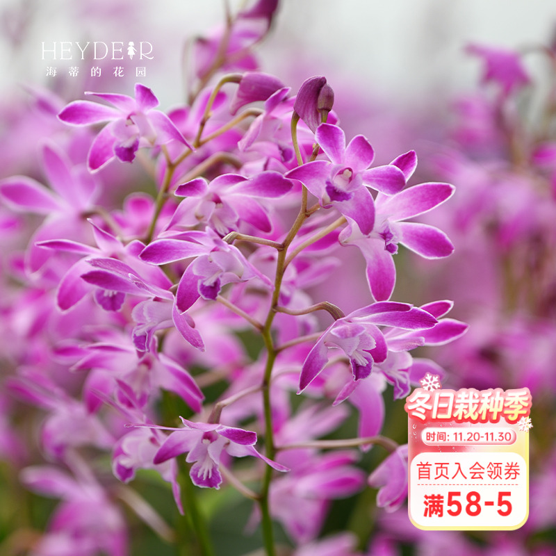 海蒂的花园石斛兰黛玉泼墨开花好养花卉植物阳台室内绿植花卉盆栽