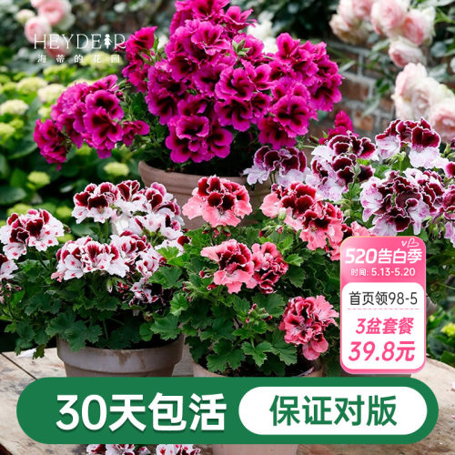 海蒂的花园天竺葵植物阳台四季