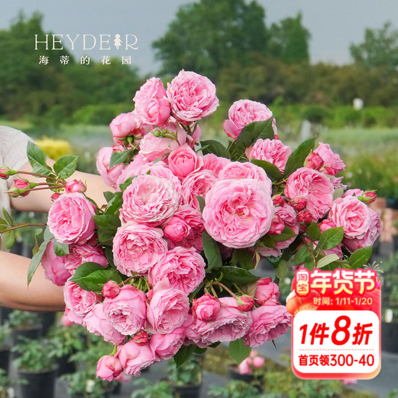 海蒂的花园 京 微型直立月季勤花开花机器适合阳台花卉盆栽苗