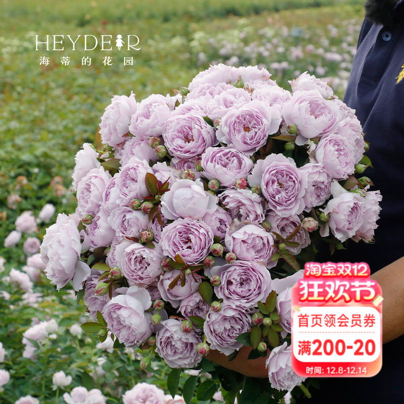 空蒙蓝紫色月季抗病耐热