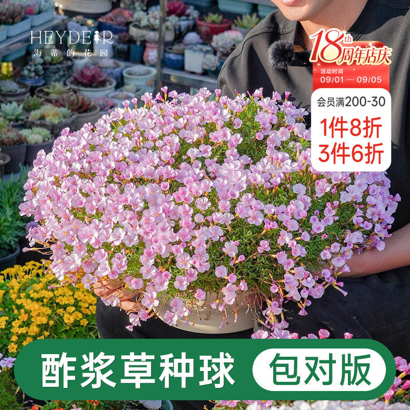 海蒂的花园酢浆草种球图片