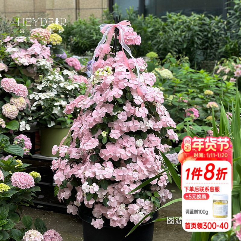 海蒂的花园绣球花苗逃跑新娘粉色白色垂吊花量大阳台庭院花卉盆栽,鲜花速递/花卉仿真/绿植园艺,绣球/木绣球/木本植物,淘宝优惠券,粉丝福利购,淘宝优惠卷