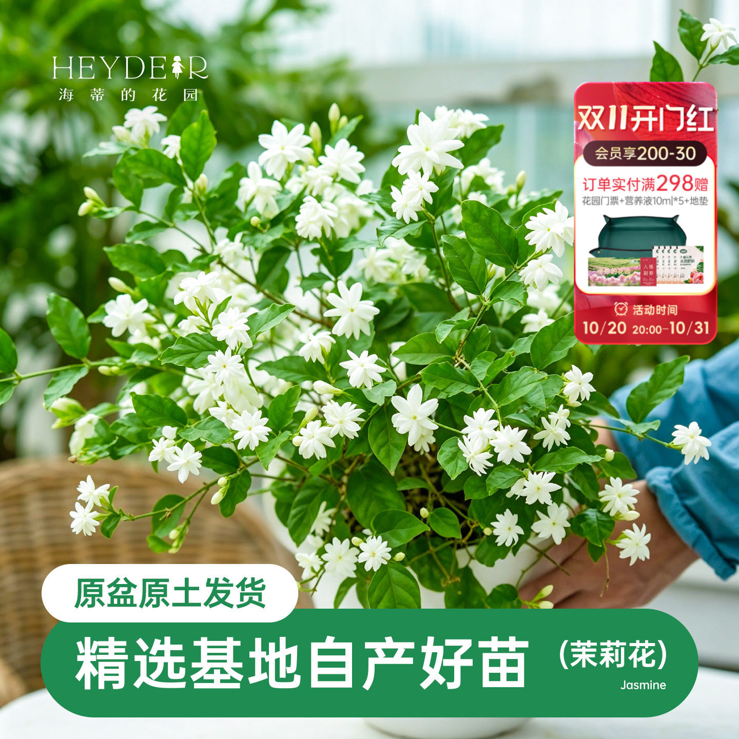 海蒂的花园茉莉花苗盆栽树苗浓香切花阳台植物常绿好养木本开花卉