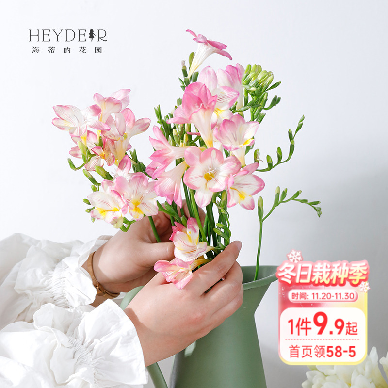 海蒂的花园香雪兰切花种球多年生