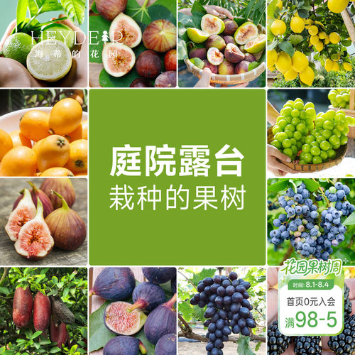 海蒂的花园 果树盆栽香水柠檬葡萄无花果好养果量大庭院易活果苗