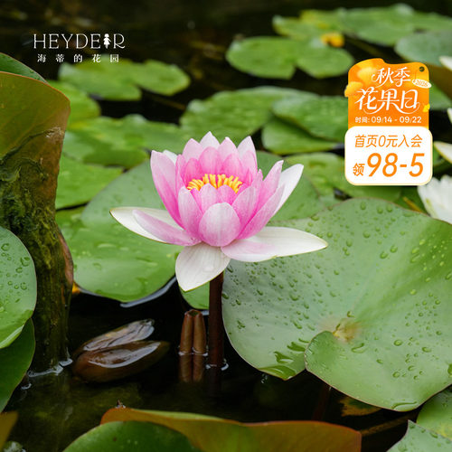 海蒂的花园睡莲水培植物多年生