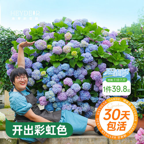 海蒂的花园绣球花苗无尽夏大海蓝万华镜阳台四季种植物树苗盆栽