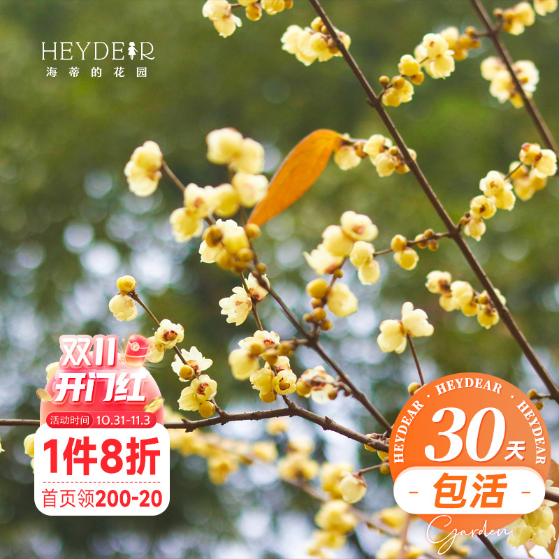 海蒂的花园 腊梅树苗盆栽冬季耐寒花卉植物盆栽庭院好养开花植物