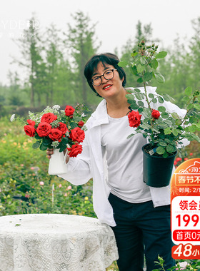 海蒂的花园红苹果灌木红色月季包子花型抗病室外阳台花卉植物