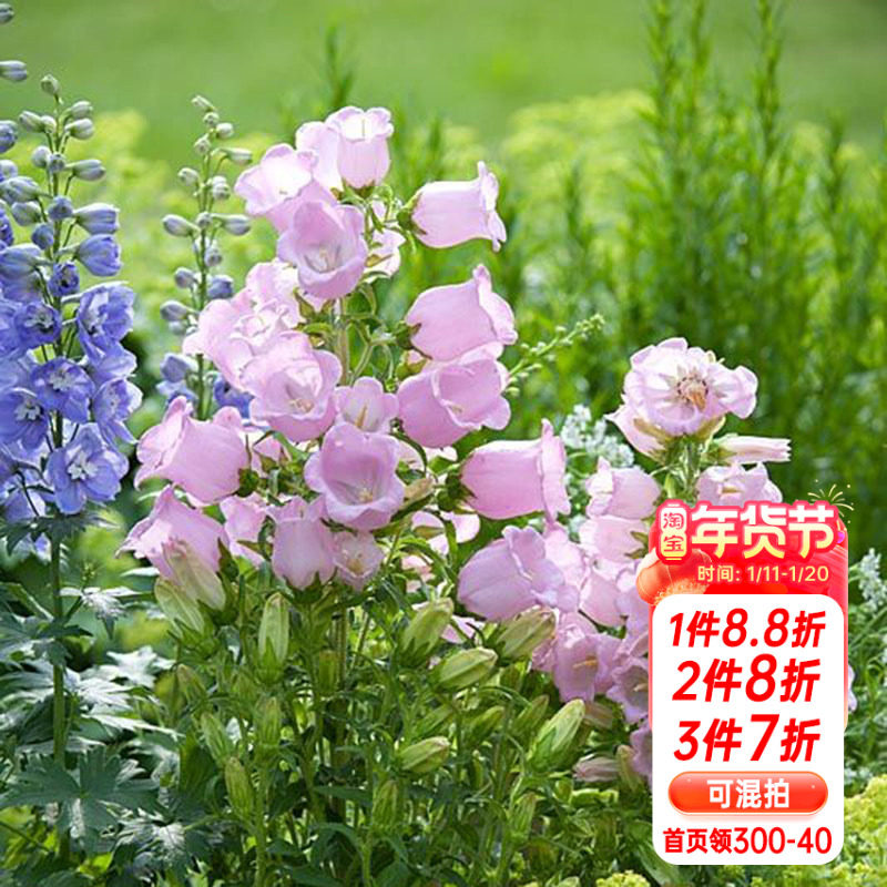 海蒂的花园 风铃草阳台庭院好养植物蓝色粉色花境搭配花卉盆栽苗