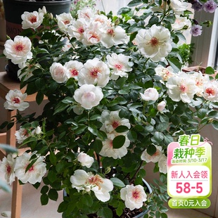 海蒂的花园月季花苗杰奎琳杜普蕾直立花量大抗病阳台庭院花卉盆栽