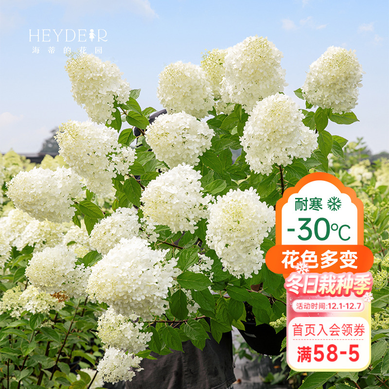 海妈香草草莓石灰灯带花盆栽