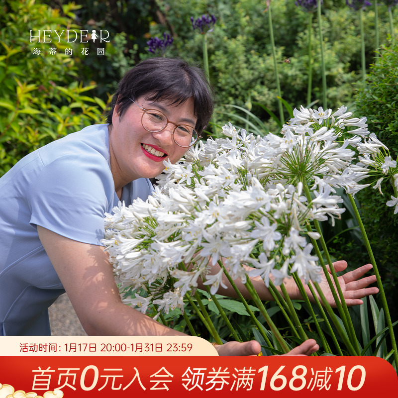 海蒂的花园百子莲圣母皇太后银宝宝天空庭院耐热耐晒植物花卉盆栽