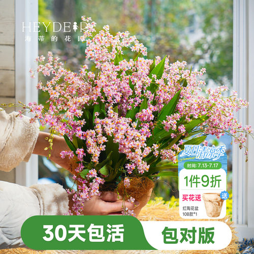 海蒂的花园文心兰盆栽