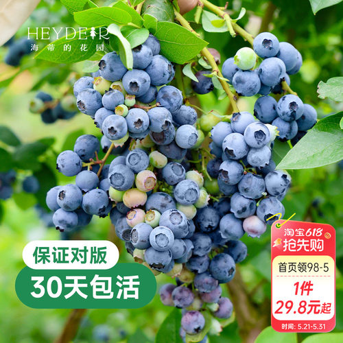 带花苞今年收果盆栽苗