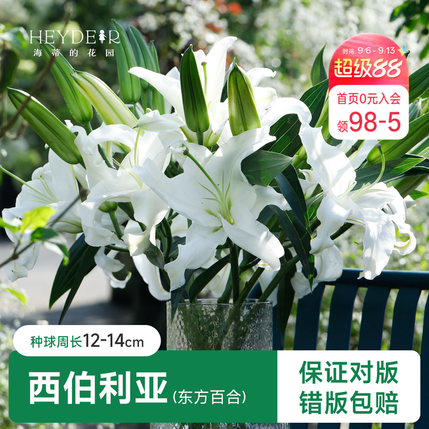 百合种球阳台盆栽品种图片