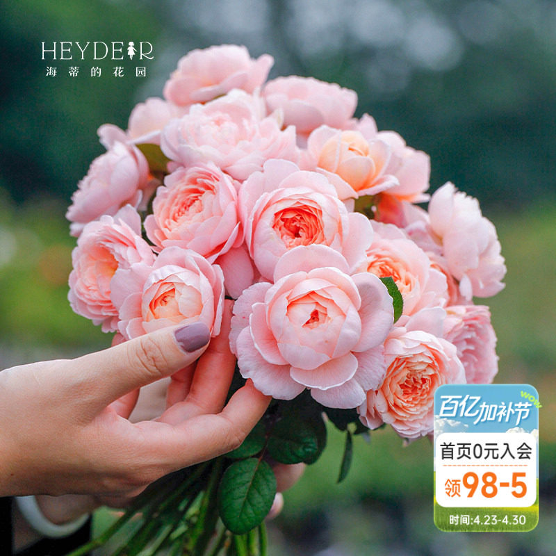 海蒂的花园瑞典女王直立月季包子仙美花量大表现好庭院植物盆栽苗