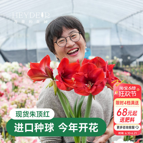 海蒂的花园秘鲁朱顶红室内开花
