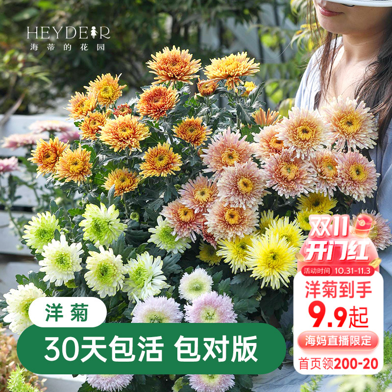 海蒂的花园菊花盆栽洋菊带花苞