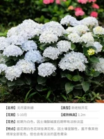 Бесконечная летняя невеста 3 галлона саженцы [оригинальная цена 180 Юань]