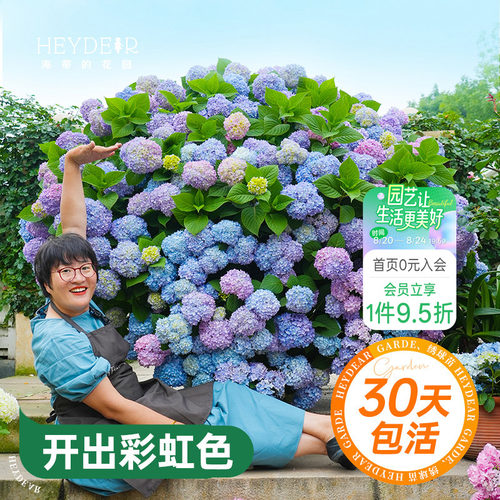 海蒂的花园绣球花苗无尽夏大海蓝万华镜阳台四季种植物树苗盆栽