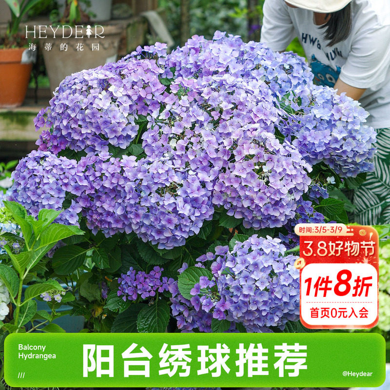 海蒂的花园成都总店大花绣球花苗阳台盆栽魔幻革命花卉植物
