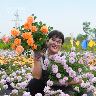 花苗龙沙宝石果汁阳台庭院植物树苗好养花卉盆栽 海蒂 花园月季