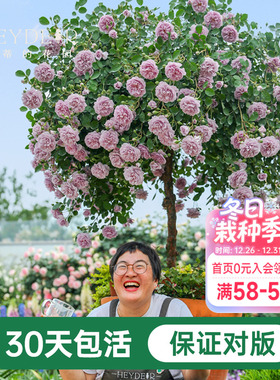 海蒂的花园蓝色阴雨爬藤月季四季阳台庭院垂吊花卉植物盆栽花苗