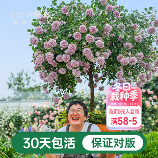 阳台庭院垂吊花卉植物盆栽花苗 四季 海蒂 花园蓝色阴雨爬藤月季