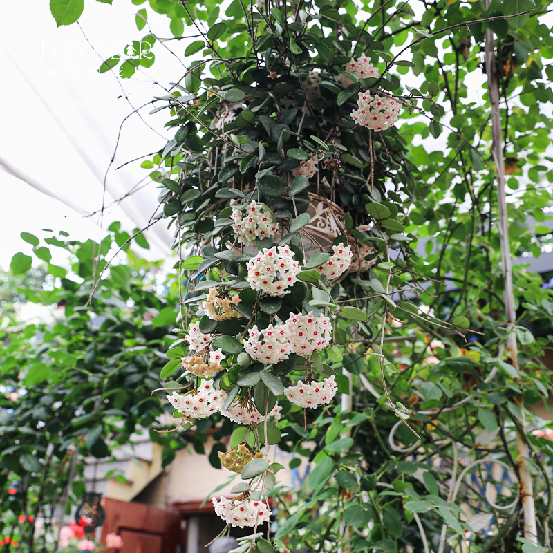 海蒂的花园球兰好养耐阴办公室桌面盆栽可垂吊花卉植物室内花绿植