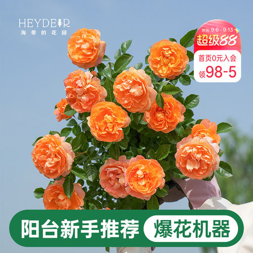 海蒂的花园月季花苗果汁阳台灌木好养阳台庭院花卉盆栽苗