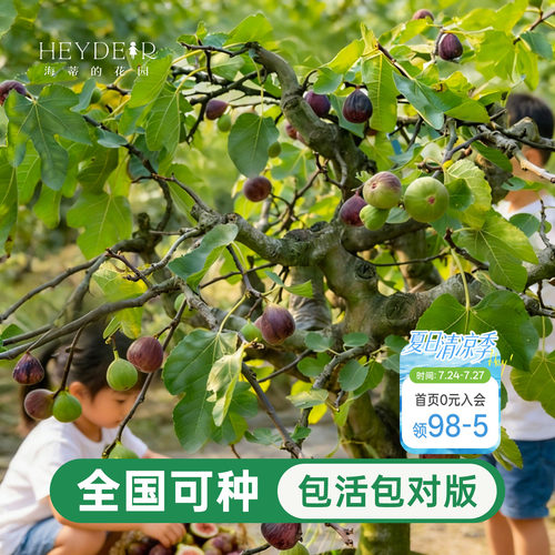 海蒂的花园无花果树果苗盆栽大果