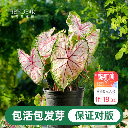 海蒂的花园彩叶芋种球粉色飞溅白色恋人桌面盆栽观叶植物室内绿植