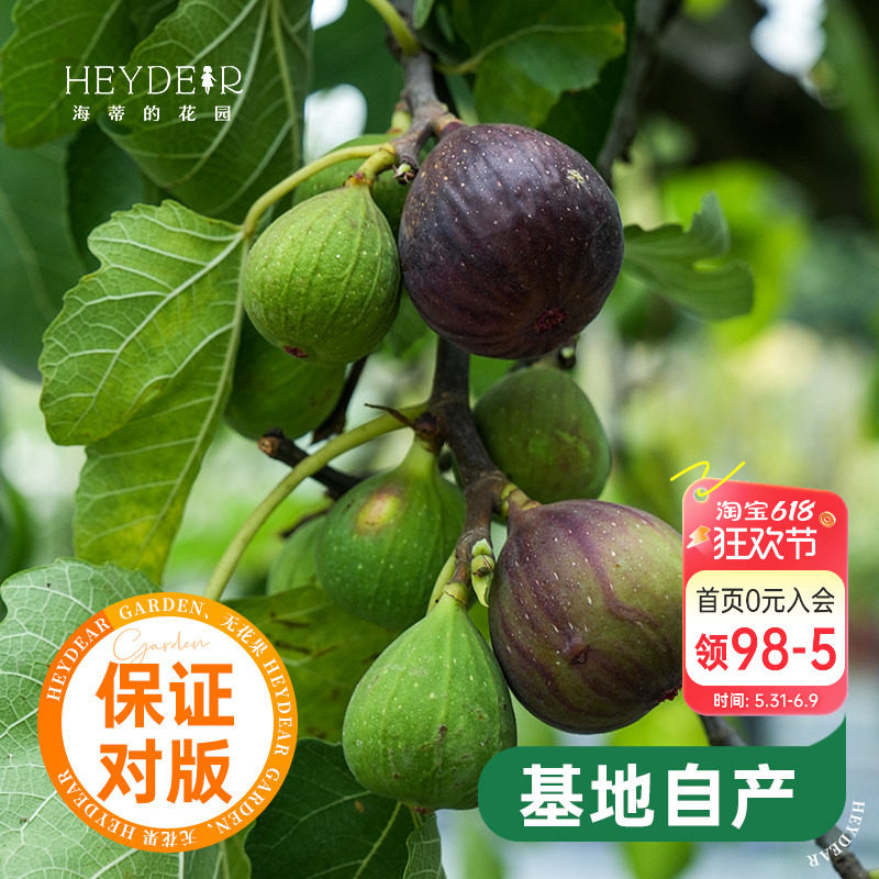 海蒂的花园无花果树果苗盆栽庭院家庭地栽水果树苗好种易养