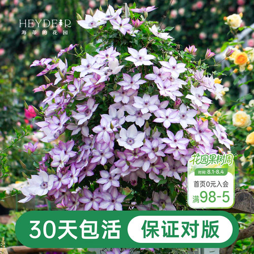 海蒂的花园铁线莲阳台爬藤乌托邦