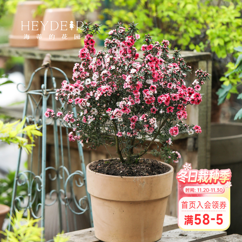 松红梅盆栽海蒂的花园冬天开花