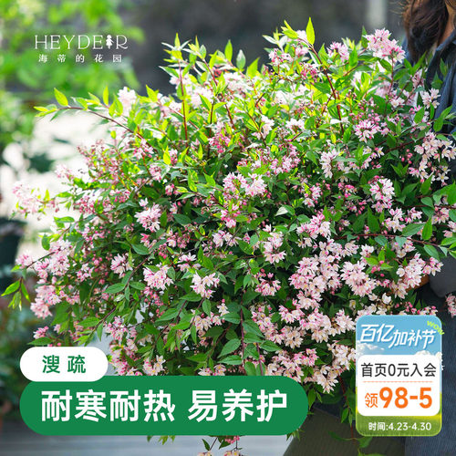 春天花瀑布溲疏海蒂的花园灌木