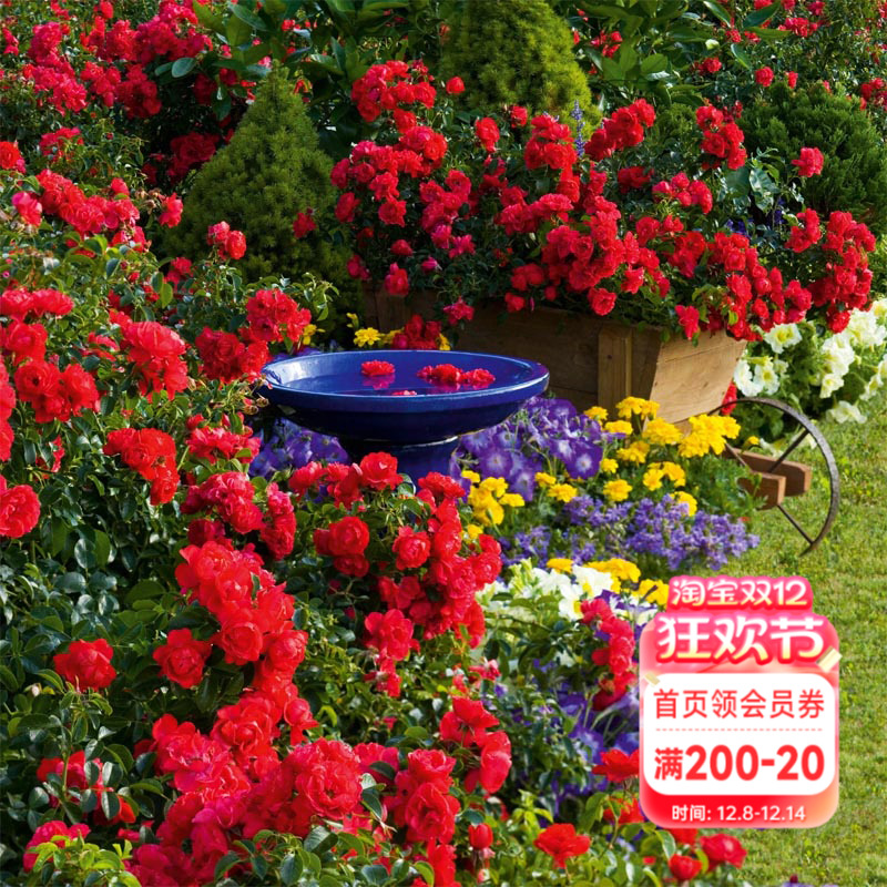 海蒂的花园猩红地毯阳台盆栽地被