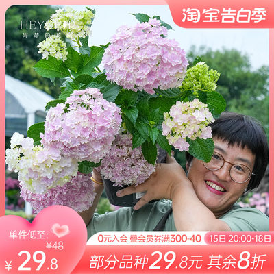 海妈家自产绣球带花苞发货无尽夏