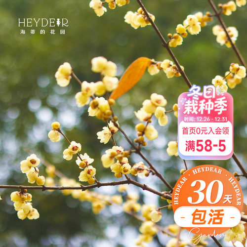 海蒂的花园腊梅花苗易活好养
