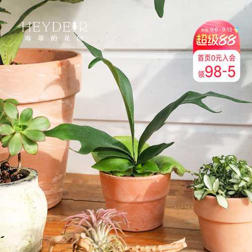 海蒂的花园成都总店鹿角蕨绿植盆栽室内植物客厅桌面植物海妈推荐