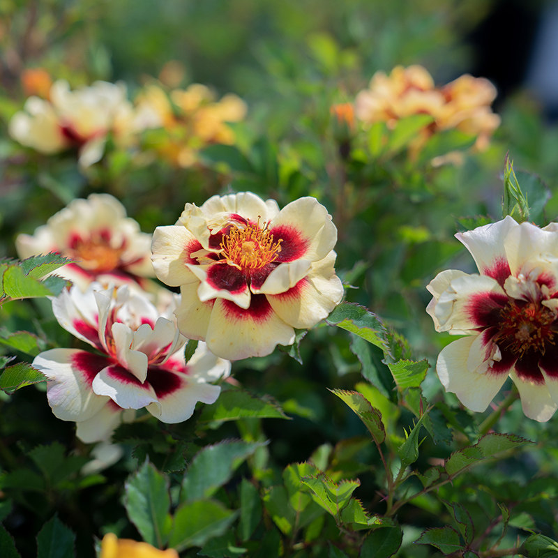 巴比伦 正版包邮路内追随三部曲 追随她的旅程 天使坠落在哪里 少年巴比伦套装3册工厂生活线索创作系列小说中国现当代文学小说书籍 图片价格品牌报价 原仓数据