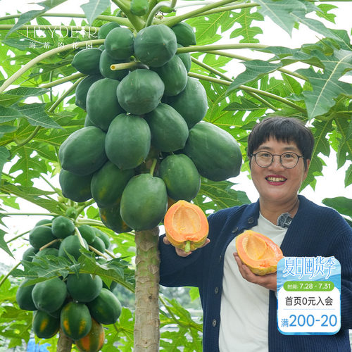 海蒂的花园 水果木瓜树苗盆栽苗南方种植庭院盆栽地栽果树果苗