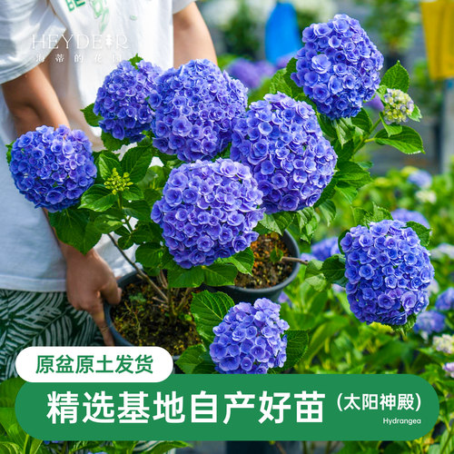 海蒂的花园绣球花太阳神殿重瓣大花好养室外阳台植物花苗花卉盆栽