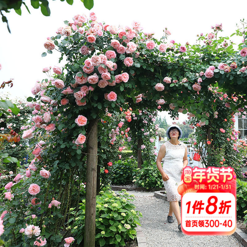 海蒂的花园大花浓香型月季花苗强香多季开花月季阳台庭院盆栽苗,鲜花速递/花卉仿真/绿植园艺,月季/蔷薇/玫瑰,淘宝优惠券,粉丝福利购,淘宝优惠卷