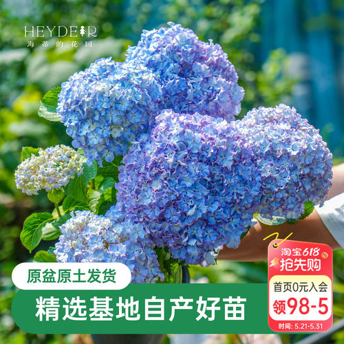 莱昂大花绣球蓝粉可调色