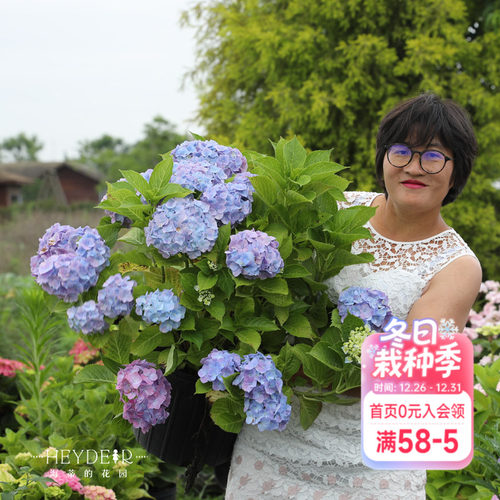 海蒂的花园梦幻蓝绣球耐阴盆栽苗