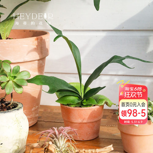 海蒂的花园成都总店鹿角蕨绿植盆栽室内植物客厅桌面植物海妈推荐