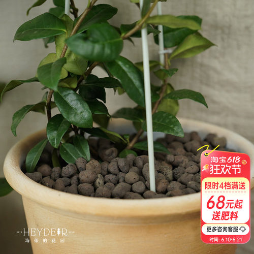 海蒂的花园 铺面陶粒花盆铺面石盆栽绿植花卉兰花垫底透气防烂根