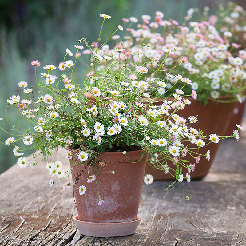 海蒂生价格 海蒂生图片 星期三